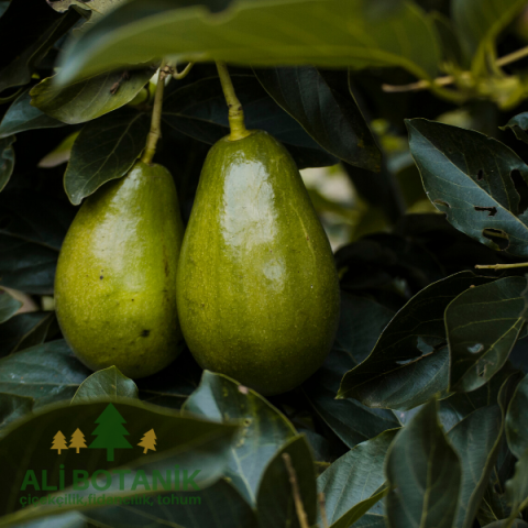 Avokado Fidanı alligator pirum