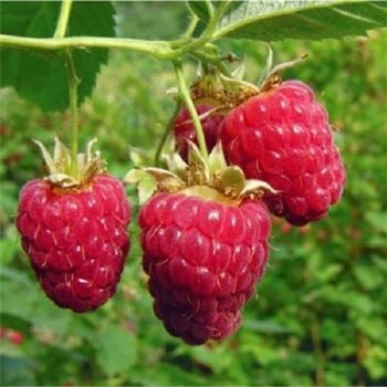 Kırmızı Ahududu - Frambuaz Fidanı Rubus İdaeus