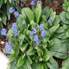 Unutma Beni Çiçeği Tohumu-myosotis sylvatica