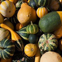 Süs Kabağı Tohumu-ornamental gourds