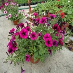 Petunya Çiçeği Tohumu-petunia grandiflora