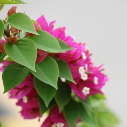 Bodur Begonvil Çiçeği Bougainvillea