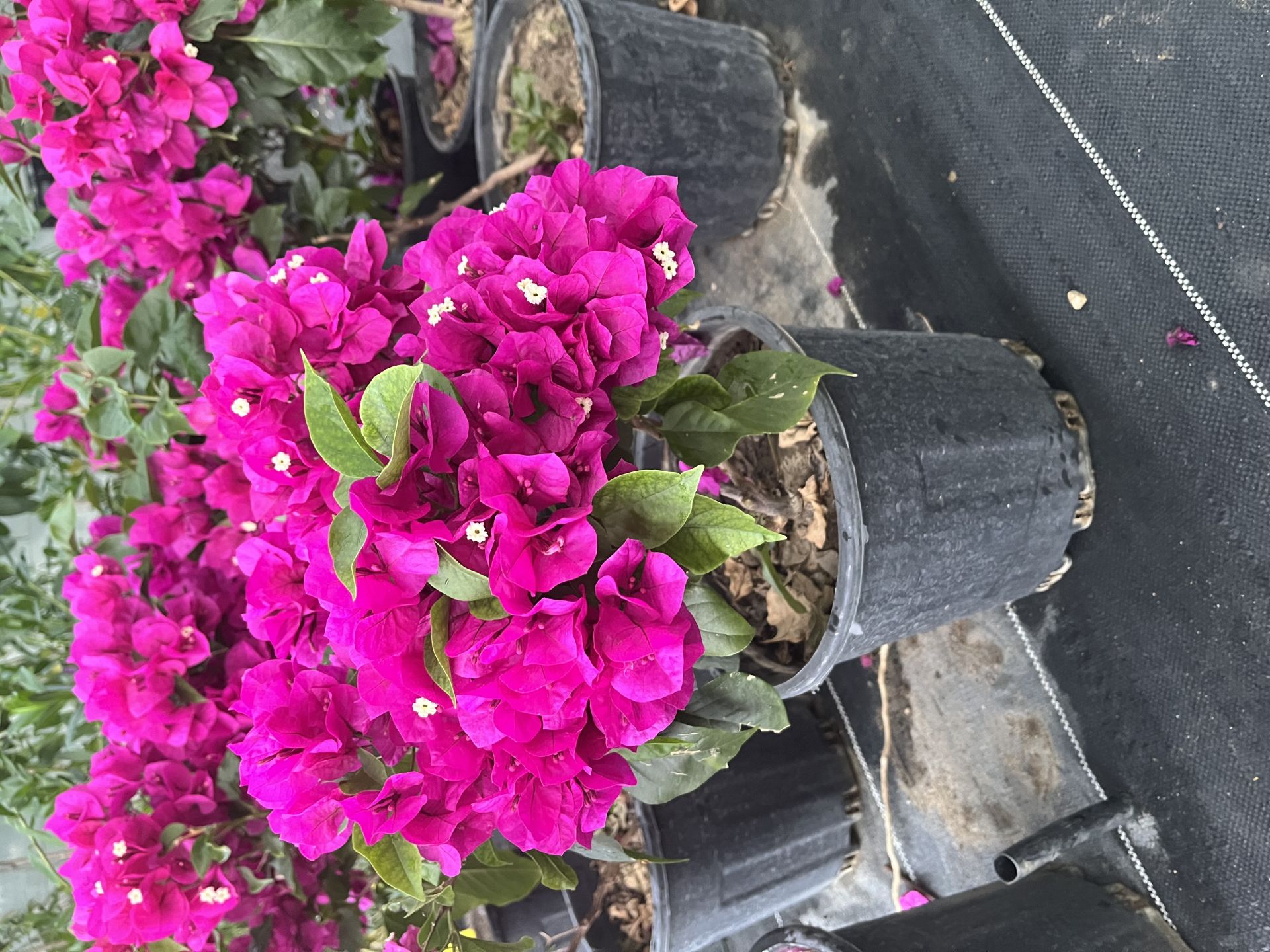 Bodur Begonvil Çiçeği Bougainvillea