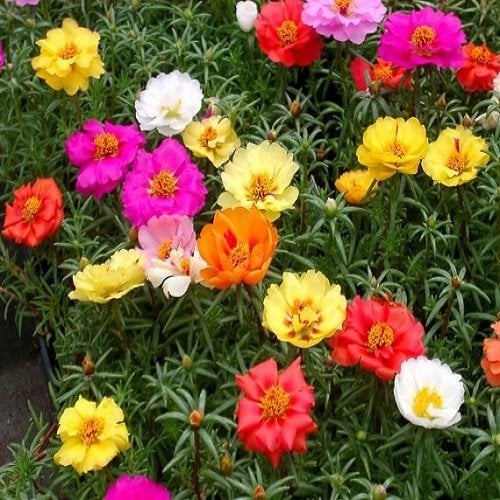 Katlı İpek Çiçeği Tohumu-portulaca grandiflora