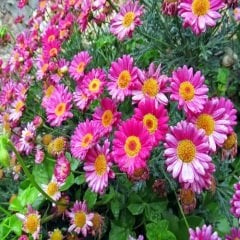 Çeşme Papatyası 20 cm Chrysanthemum Frutescens