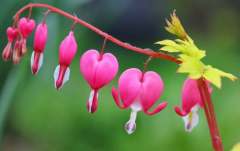 Ağlayan Kanayan Kalpler Çiçeği dicentra