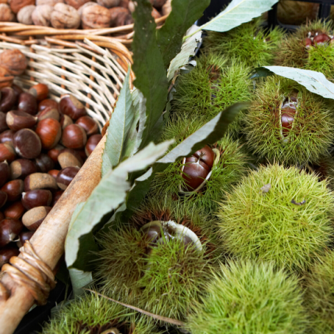 Siyah Kestane Fidanı Castanea Sativa