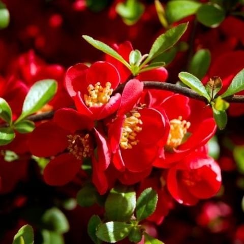 Bahar Dalı Çiçeği Kırmızı Çiçekli