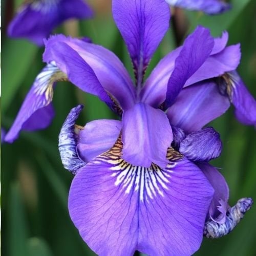 Mezarlık Çiçeği Süsen Susam Çiçeği Zambak Mor İris