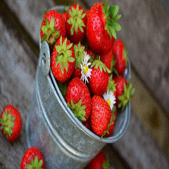 Çilek Tohumu strawberry