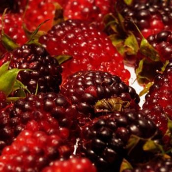 Wineberry Japon Böğürtleni Fidanı