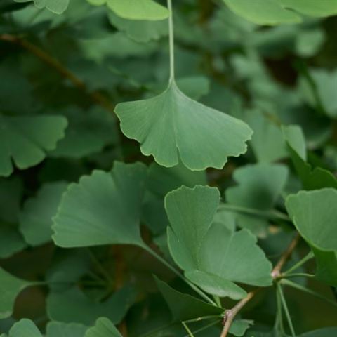 Ginkgo Biloba Tohumu  1 Adet  Mabet Ağacı