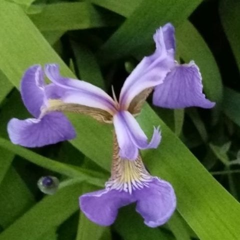 Mezarlık İçin Çiçek 4 adet iris zambak Süsen
