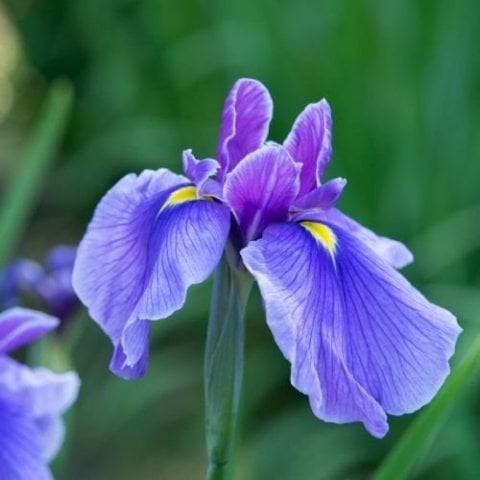 Mezarlık İçin Çiçek 4 adet iris zambak Süsen