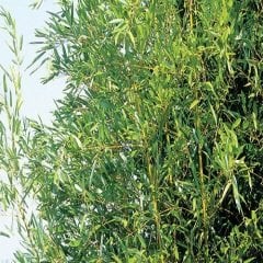 Bambu Fidanı 150 -180 cm bambusaaurea