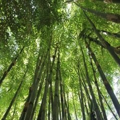 Bambu Fidanı 150 -180 cm bambusaaurea