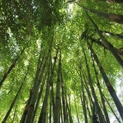 Bambu Fidanı 150 -180 cm bambusaaurea