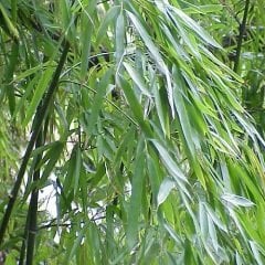 Bambu Fidanı 150 -180 cm bambusaaurea