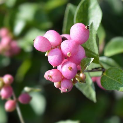 Kırmızı İnci Çiçeği Symphoricarpos Orbiculatus