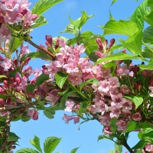 Pembe Vangelya Gelin Tacı Çiçeği  Weigela Florida