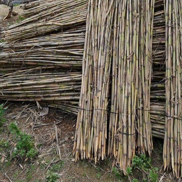 Kuru Kargı Kamışı Çiçek Sopası 1 metre 10 adet