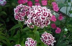 Hüsnü Yusuf Çiçeği dianthus barbatus