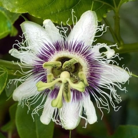 Çarkıfelek Çiçeği Meyvesi Yenen Passiflora Edulis Saat Çiçeği