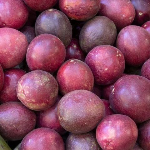 Çarkıfelek Çiçeği Meyvesi Yenen Passiflora Edulis Saat Çiçeği