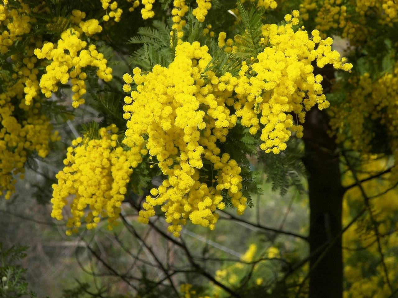 Gümüşi Akasya Fidanı acacia dealbata