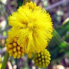 Kıbrıs Akasyası Fidanı 80 cm  Acacia Cyanophylla