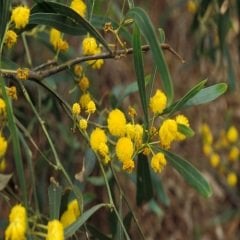 Kıbrıs Akasyası Fidanı 80 cm  Acacia Cyanophylla