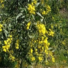 Kıbrıs Akasyası Fidanı 80 cm  Acacia Cyanophylla