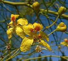 Sülün Akasya Fidanı parkinsonia aculeata