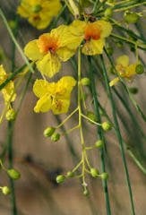 Sülün Akasya Fidanı parkinsonia aculeata