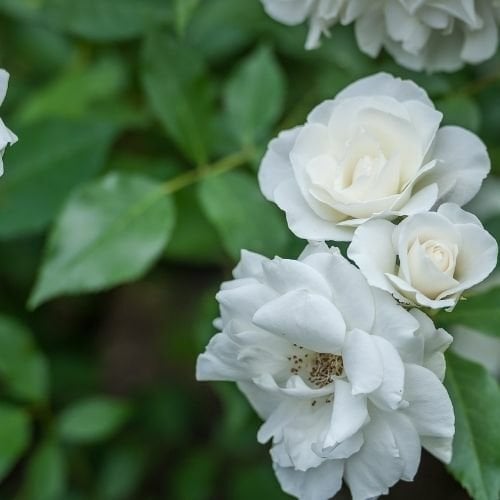 Mezarlık Çiçeği Beyaz Çardak Sarmaşık Gül Fidanı