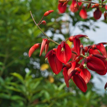 Arap Dudağı Fidanı Mercan Ağacı erythrina crista