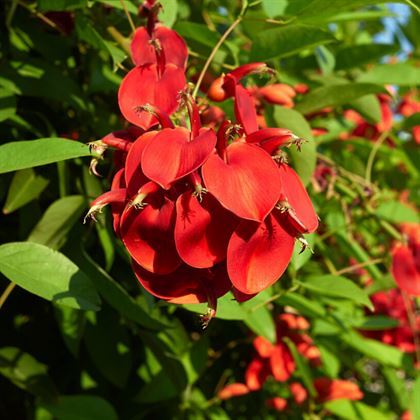 Arap Dudağı Fidanı Mercan Ağacı erythrina crista