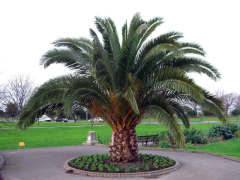 Fenix Fidanı ( yalancı hurma ) Phoenix canariensis