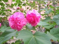 Hint Gülü Fidanı hibiscus mutabilis