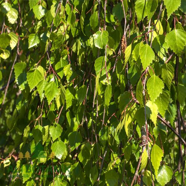 Huş Ağacı Fidanı Betula pendula