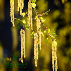 Huş Ağacı Fidanı Betula pendula