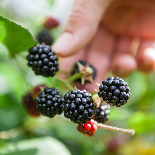 Boysenberry Dikensiz Böğürtlen Fidanı