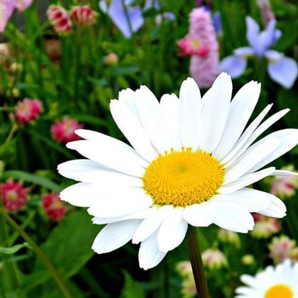 Margarit Papatyası Çiçeği Beyaz İri Açar