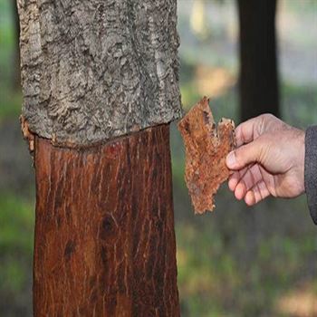 Mantar Meşesi Fidanı 40 cm Quercus Suber