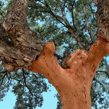Mantar Meşesi Fidanı 40 cm Quercus Suber
