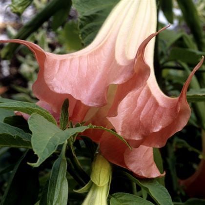 Pembe Melek Borazanı Boru Çiçeği Datura