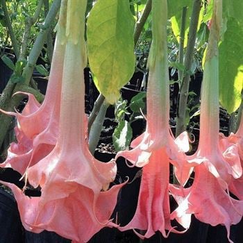 Pembe Melek Borazanı Boru Çiçeği Datura