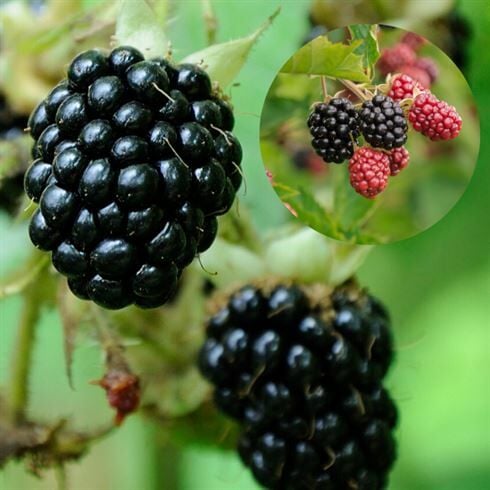 Tayberry Dikensiz Böğürtlen Fidanı