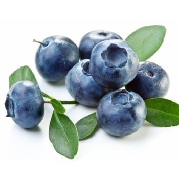 Bluecrop Yaban Mersini Fidanı 15 cm Maviyemiş
