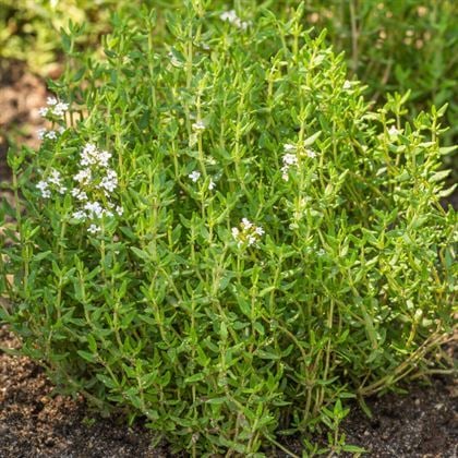 Dağ Kekiği Doğal Kekik Fidanı Kesif Kokar 25 cm
